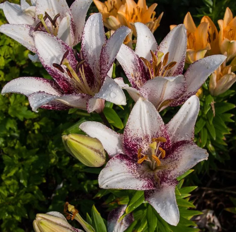 Лилия Свит Заника ЛА-гибрид