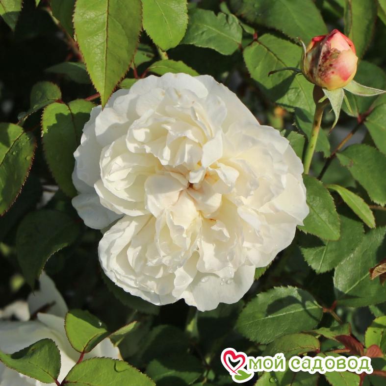 Роза Винчестер Кафедрал